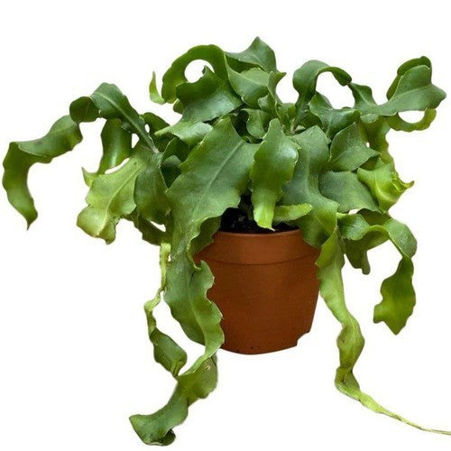 Epiphyllum guatemalense monstruosa