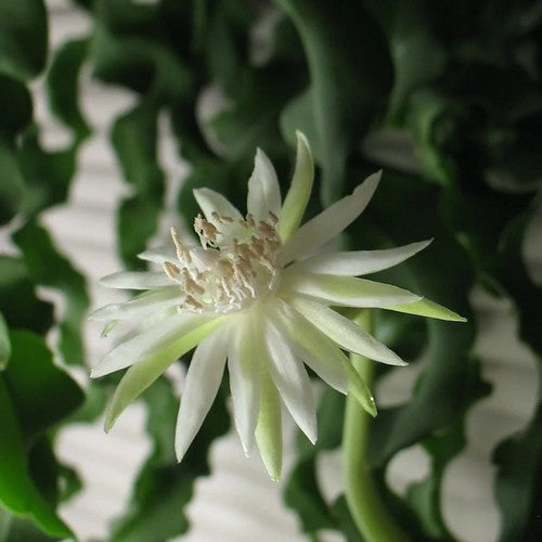 Epiphyllum guatemalense monstruosa