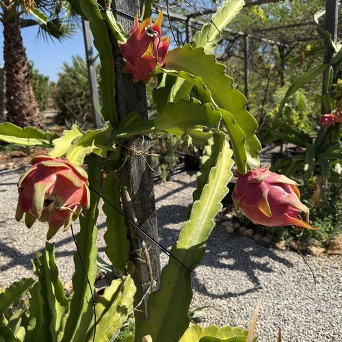 Epiphyllum guatemalense monstruosa