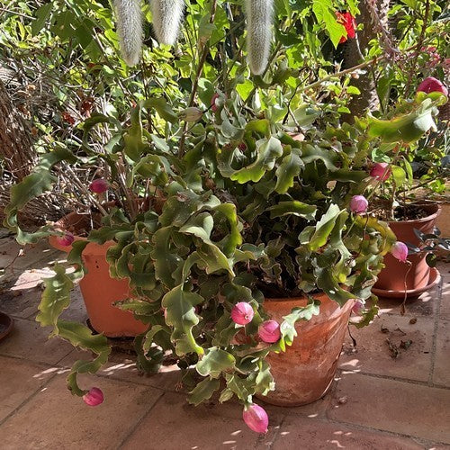 Epiphyllum guatemalense monstruosa