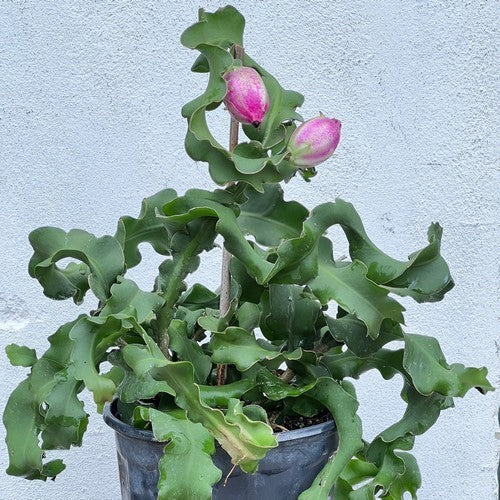 Epiphyllum guatemalense monstruosa
