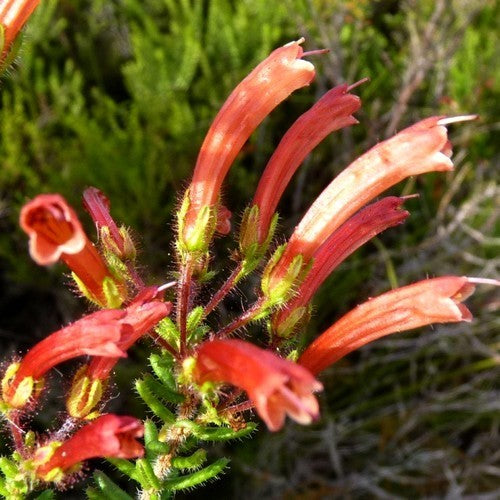 Erica glandulosa subsp. Fourcadei