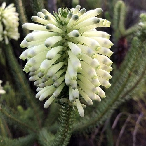 Erica sessiliflora