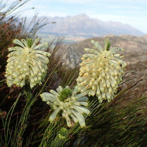 Erica sessiliflora