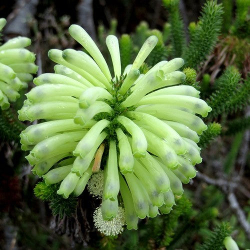 Erica sessiliflora