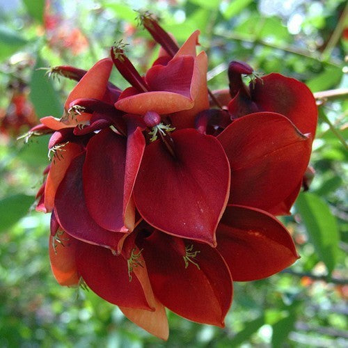 Erythrina crista-galli