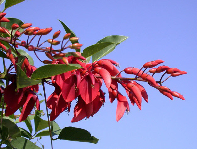 Erythrina crista-galli