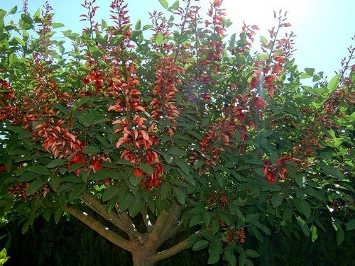 Erythrina crista-galli