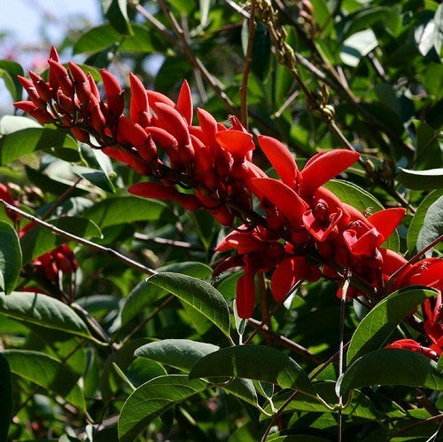 Erythrina crista-galli