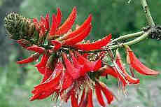 Erythrina indica