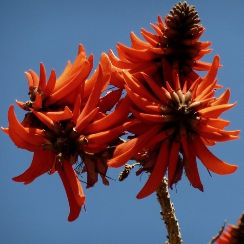 Erythrina lysistemon