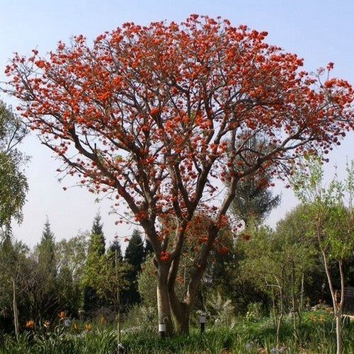 Erythrina lysistemon
