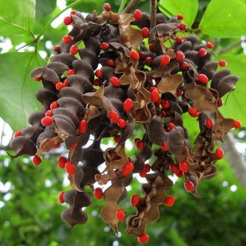 Erythrina lysistemon