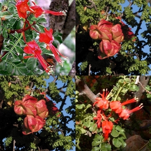 Erythrophysa alata