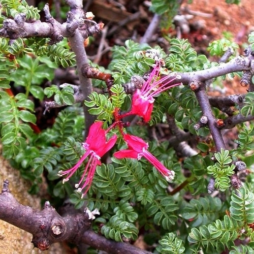 Erythrophysa alata