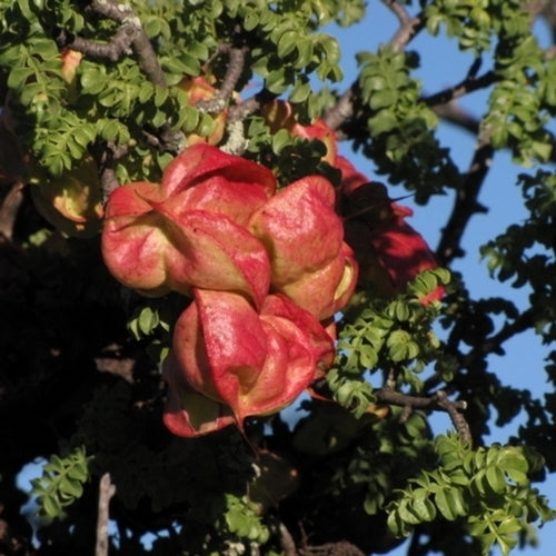 Erythrophysa alata