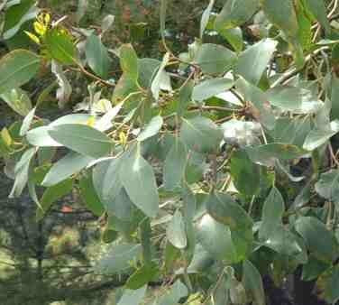 Eucalyptus alpina