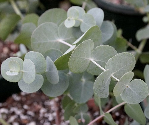Eucalyptus cinerea