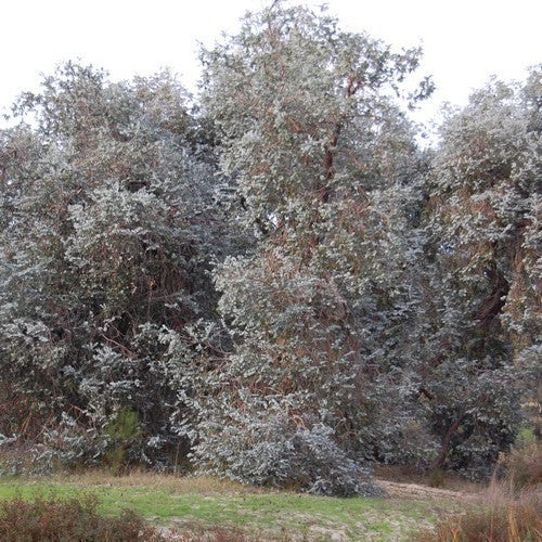 Eucalyptus cinerea