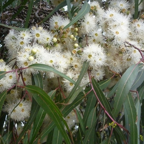 Eucalyptus citriodora