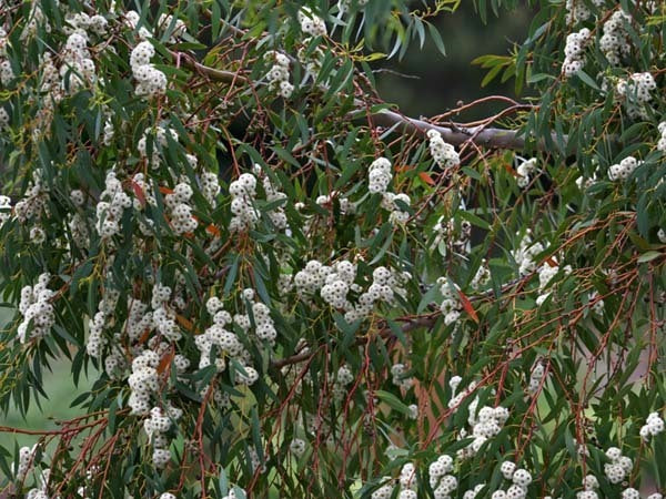 Eucalyptus citriodora