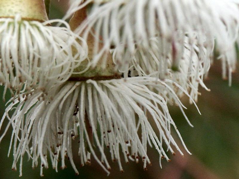 Eucalyptus citriodora