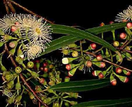 Eucalyptus citriodora