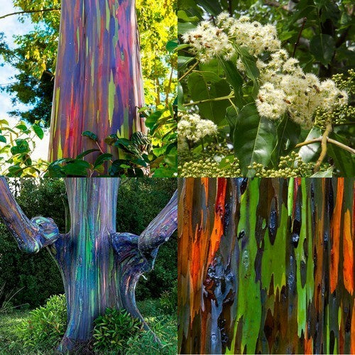 Eucalyptus deglupta