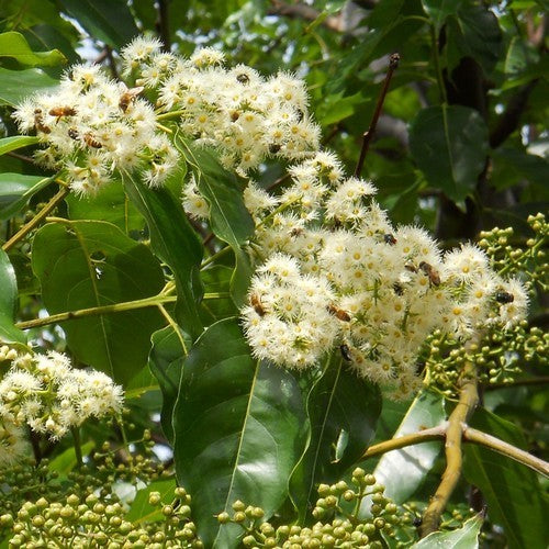 Eucalyptus deglupta