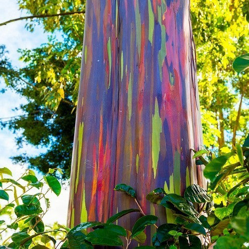 Eucalyptus deglupta