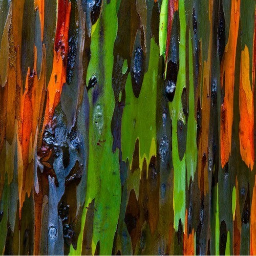 Eucalyptus deglupta