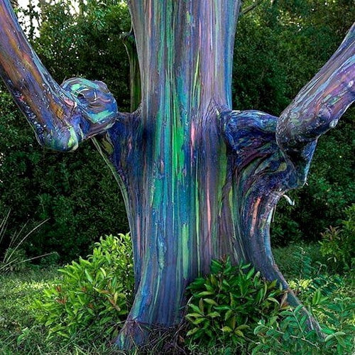 Eucalyptus deglupta