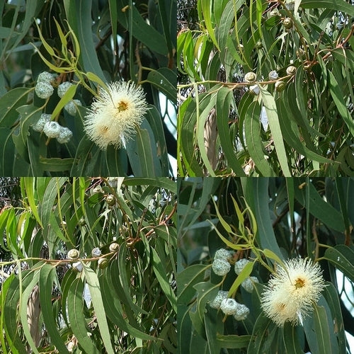 Eucalyptus globulus