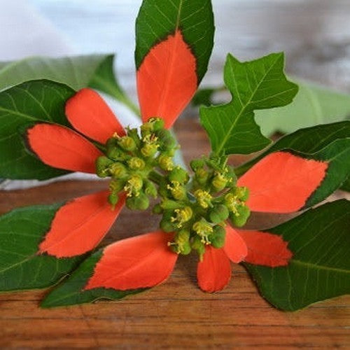 Euphorbia cyathphora
