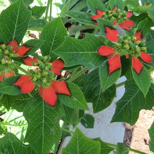 Euphorbia cyathphora