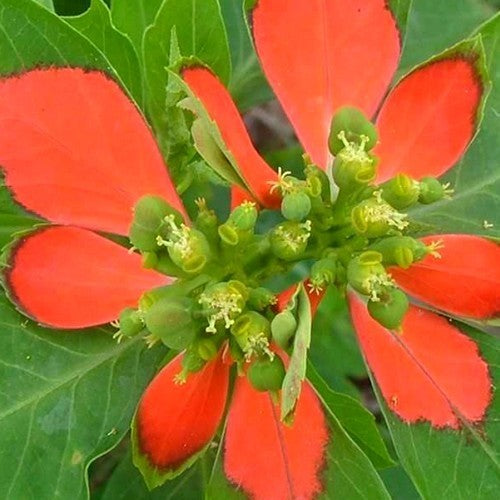 Euphorbia cyathphora