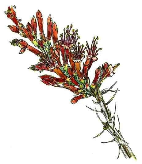 Ocotillo