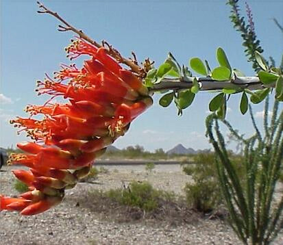 Ocotillo