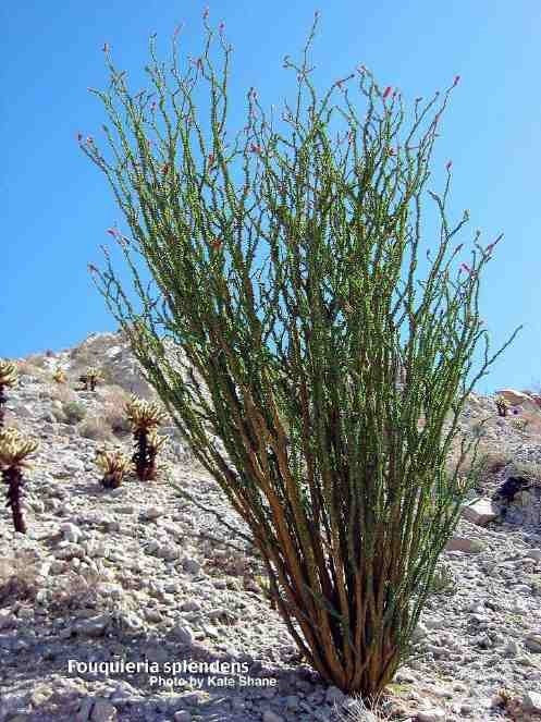Ocotillo