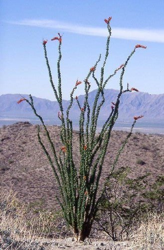 Ocotillo