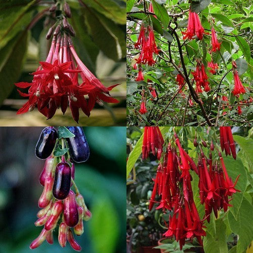 Fuchsia boliviana