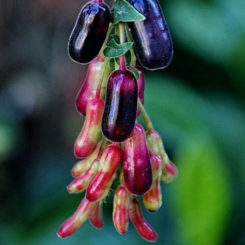 Fuchsia boliviana