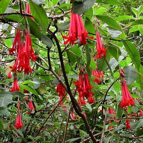Fuchsia boliviana