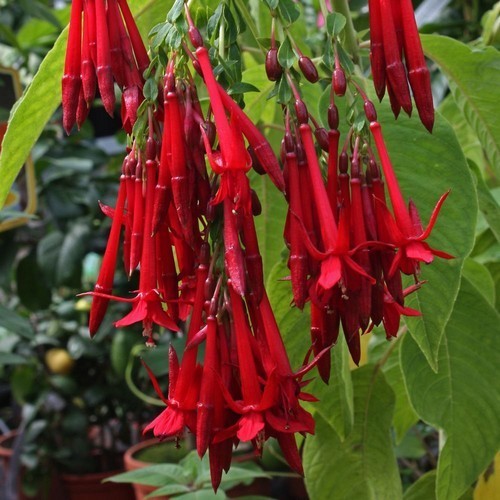 Fuchsia boliviana