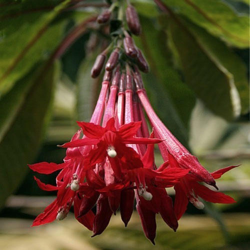 Fuchsia boliviana