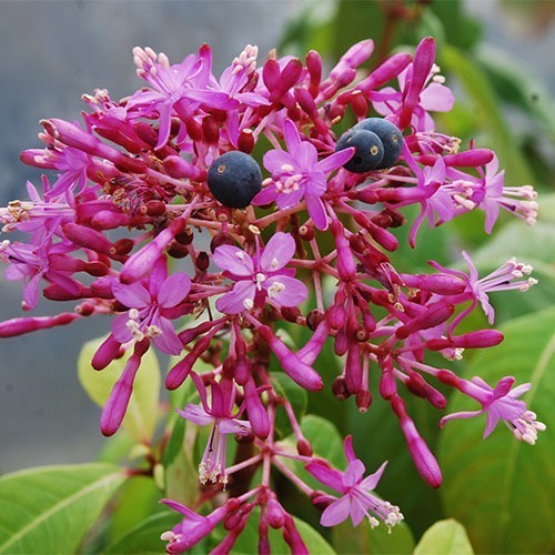 Fuchsia paniculata