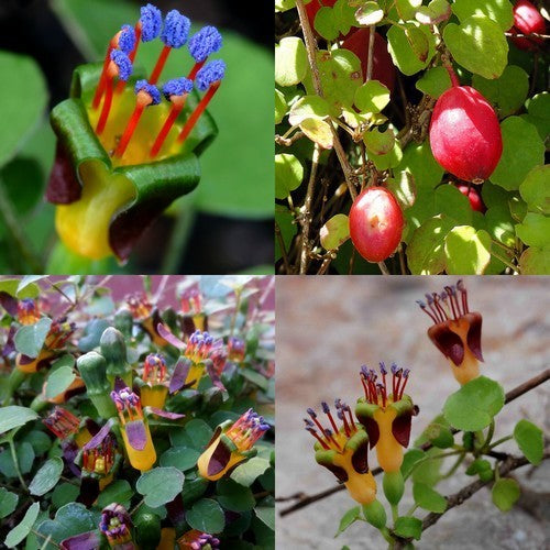 Fuchsia procumbens