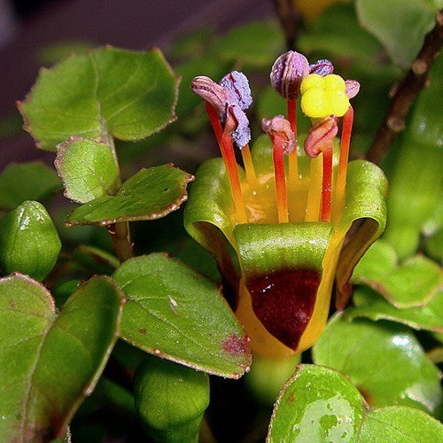 Fuchsia procumbens