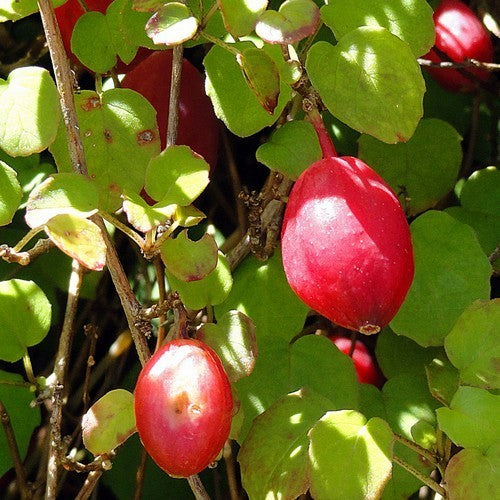Fuchsia procumbens