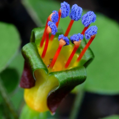 Fuchsia procumbens